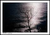 CRW_1581 tree water wf.jpg