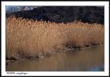 CRW_1621 wetlands wf.jpg