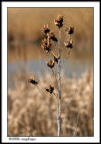 CRW_1640 pods wf.jpg