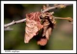 CRW_1819 leaf wf.jpg