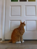 Jinx waithing for the door