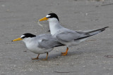 tern-least7148.jpg