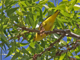warbler-yellow5205a.jpg