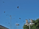 purplemartins1450.jpg