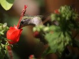 hummingbird-rubythroated7281a.jpg