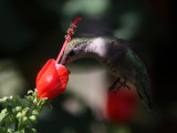 hummingbird-rubythroated7286a.jpg