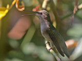 hummingbird-rubythroated7464a.jpg