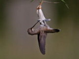 hummingbird-blackchinned1563as.jpg