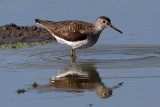 sandpiper-solitary2263as.jpg