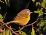 warbler-nashville9237a.jpg