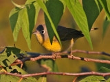 warbler-nashville9273a.jpg