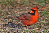 cardinal8334a.jpg