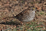 sparrow-whitethroated8342a.jpg