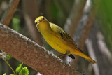 warbler-yellow7541a.jpg