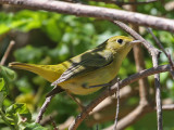 warbler-yellow7550a.jpg
