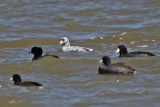 coot-white0581-1024.jpg