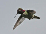 hummingbird2070.jpg