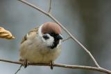 Moineau friquet