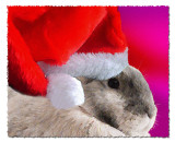 Bunny Christmas