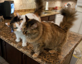 Counter Top Chosen to Match Cats?