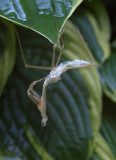 Insect
