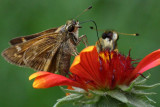 Insect