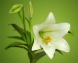 Lily