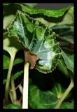 Cyclamens Emerald Cloak