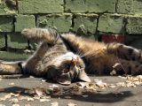 Sun Worshipping
