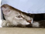 Pogo's New Napping Place