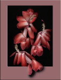 Out of Frame Flowers