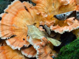 Chicken mushroom (Laetiporus sulphureus), Mountain Lakes Park, Princeton, NJ (6/10/2012)