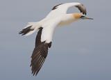 Gannet, Cape Kidnappers