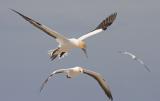 Gannets, Cape Kidnappers