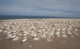 Lotsa Gannets, Cape Kidnappers