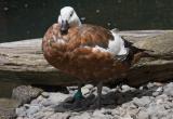 Paradise Shelduck