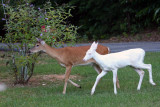 2009 White Fawn &  Mom Doe