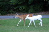 2009 Doe & her White Fawn