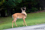 2009 Eight Point Buck Going Through Yard