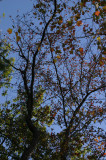 Leaves of girdled tupelo