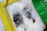 2006-02-16: Southside Transect