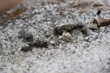 Datapoint 1/1: Mink Scat