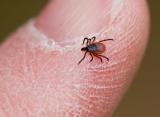 Female Deer Tick