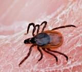 Female Deer Tick