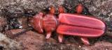 Red Flat Bark Beetle