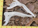 ph_7282 Jaw Bones.jpg