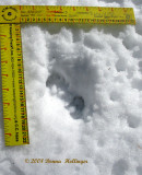 March 2, 2008 South Transect