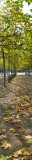 Autumn leaves