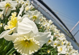 Daffodils