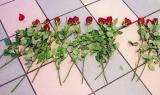 Roses on a floor